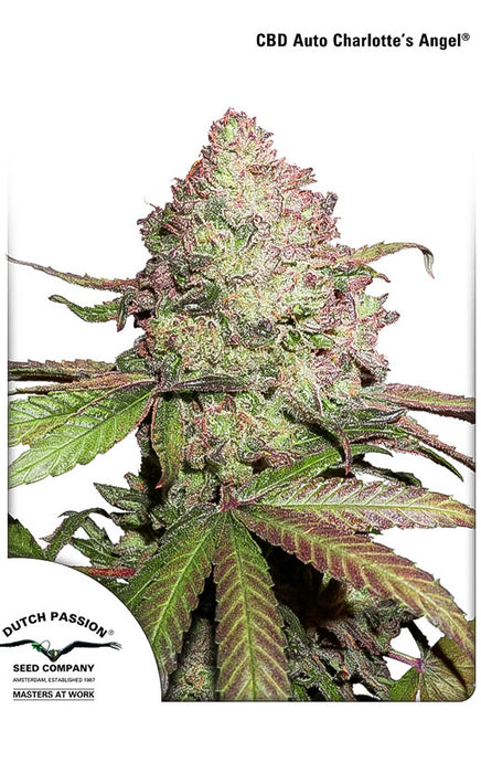 CBD Auto Charlotte´s Angel 2x1!