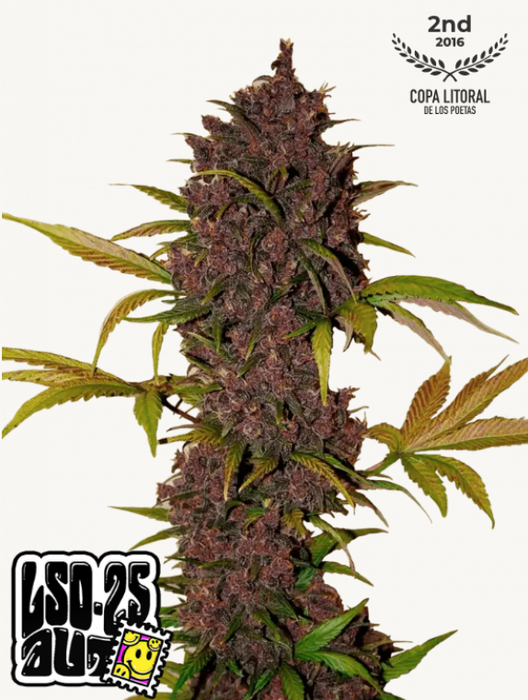 Lsd - 25 Auto