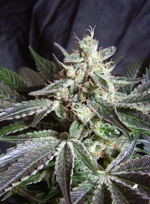 Black Jack F1