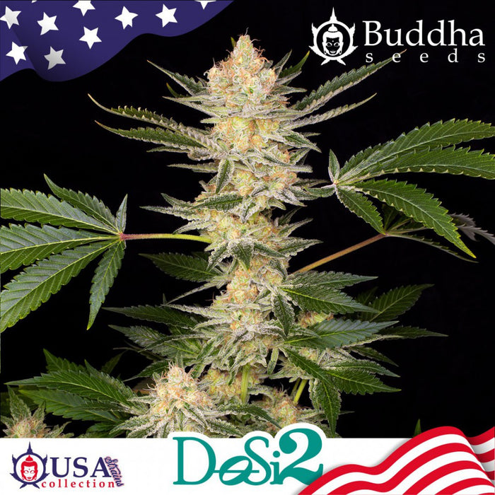 Buddha Dosi2