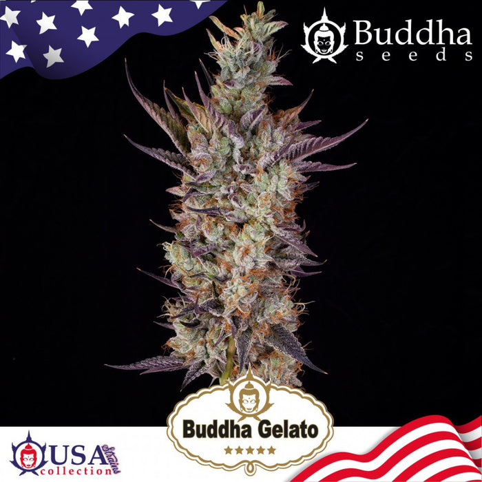 Buddha Gelato