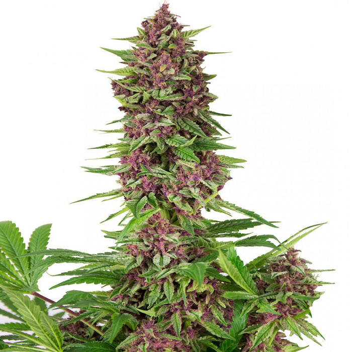 Buddha Purple Kush Fem