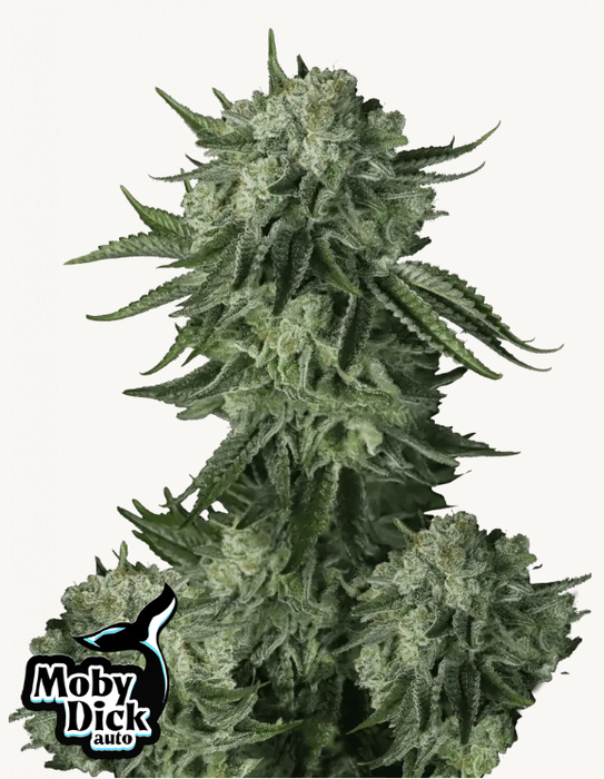 Moby Dick Auto