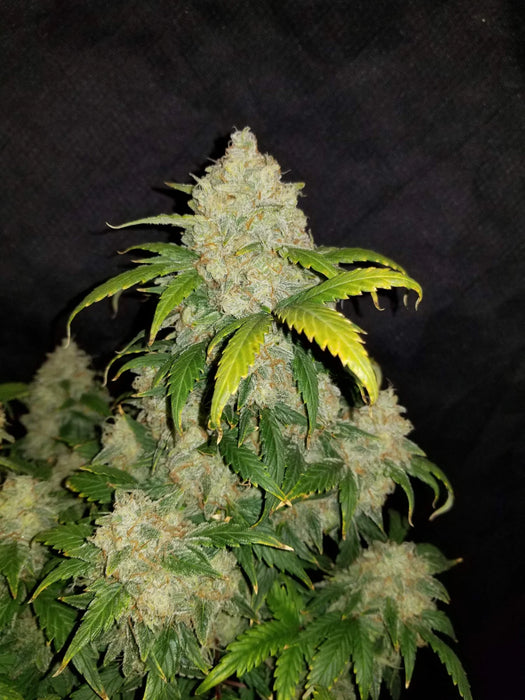 Moby Dick Auto