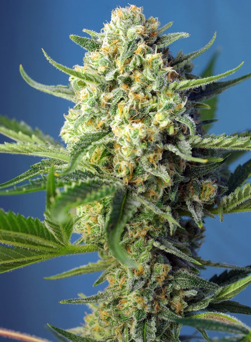 S.A.D. Sweet Afgani Delicious Auto