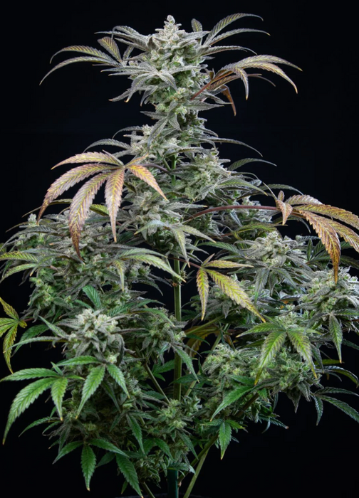 Strawberry Gorila Auto